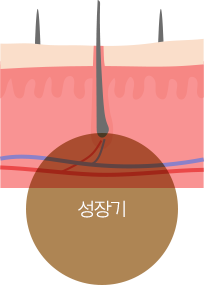 성장기